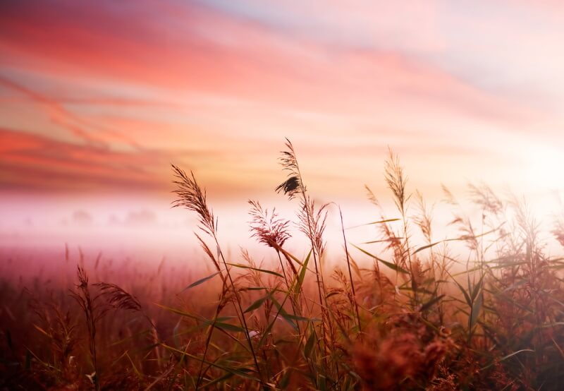 Branches of plants against a blurred sky 