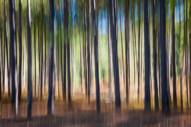 Abstract photo of trees