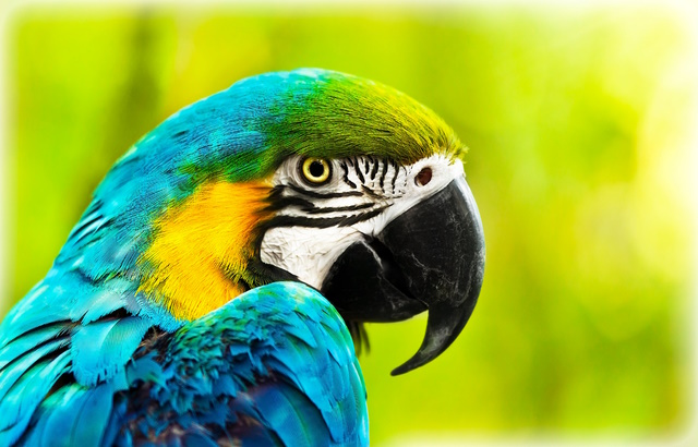 Exotic colorful African macaw parrot, beautiful close up on bird face over natural green background, bird watching safari, South Africa wildlife