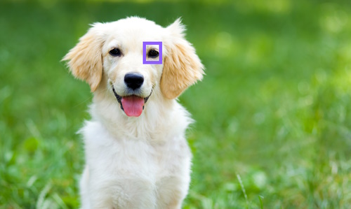 Eye detection of animal subjects
