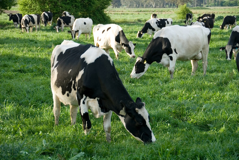 Friesian cows grazing in a lush green field, near Moss Vale, New South Wales, Australia