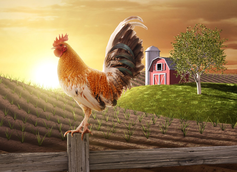 What is Agricultural Photography?- The Ultimate Guide - Rooster perched upon a farm fence post as the sun rises behind him