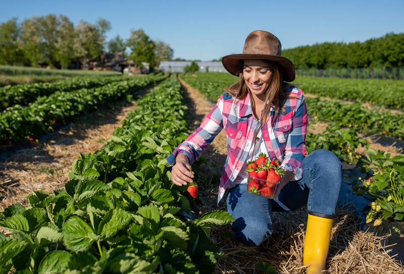 Woman crouching in strawberry field . Young farmer picking ripe red fruit smiling.