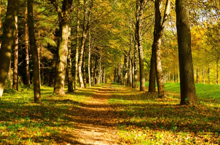 Best Sony Lenses for Landscape Photography