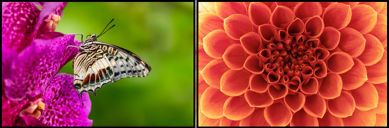 Nature Photography Tutorial – A Beginners Guide- macro of flower, and butterfly 