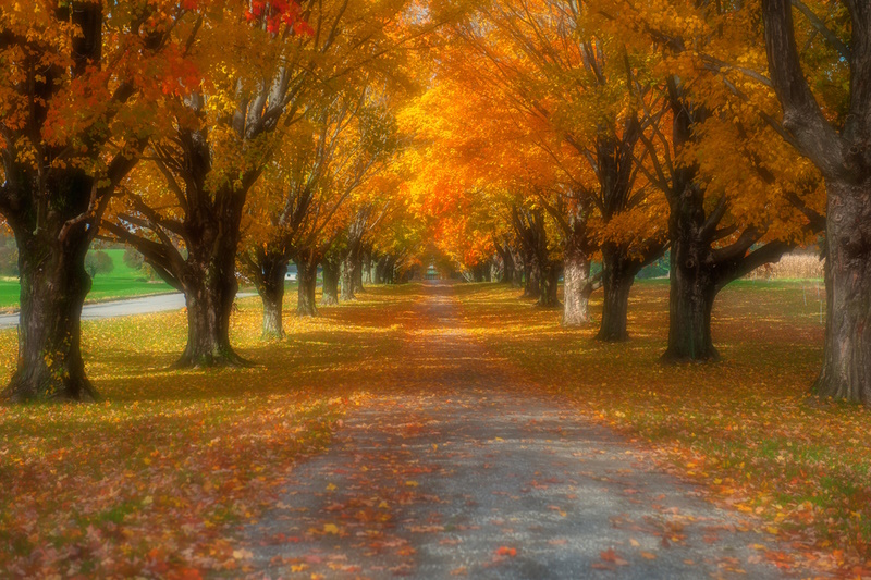 Fall Foliage Photography Tips
