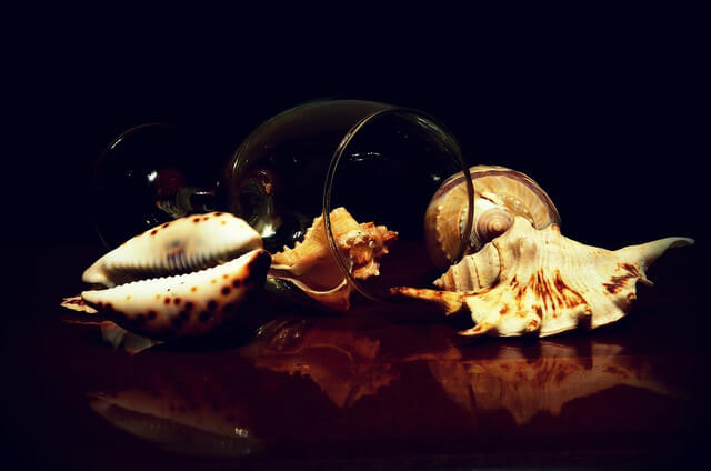 still life photo of Seashells