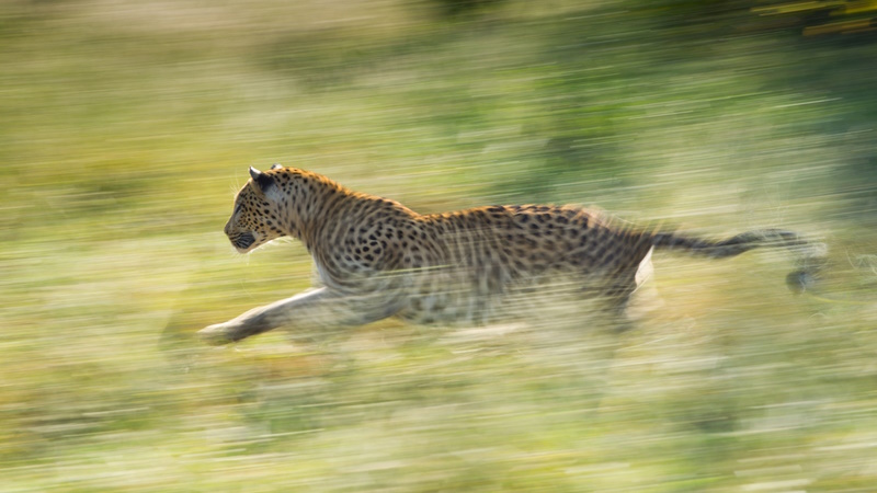 Adult male Leopard running fast through green grass backlit South Africa