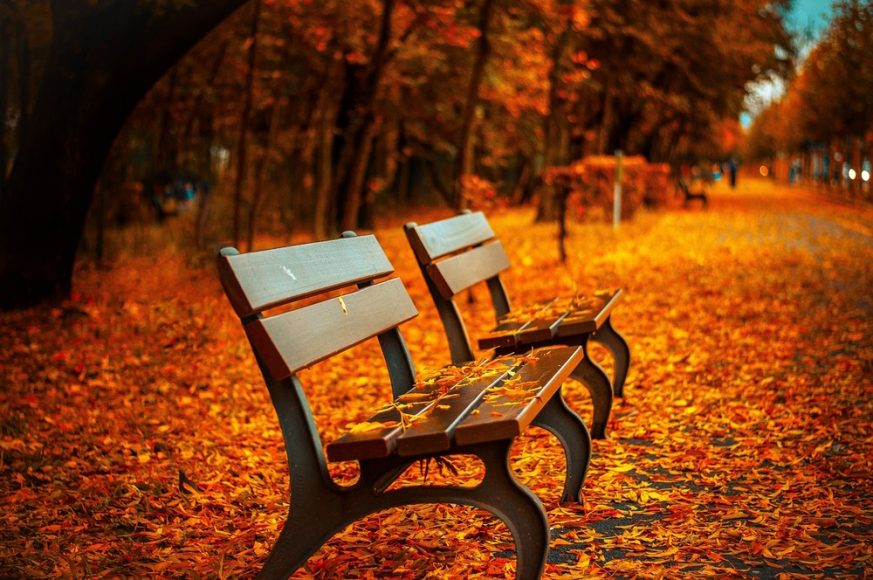 fall-foliage-photography-tips-ehab-photography