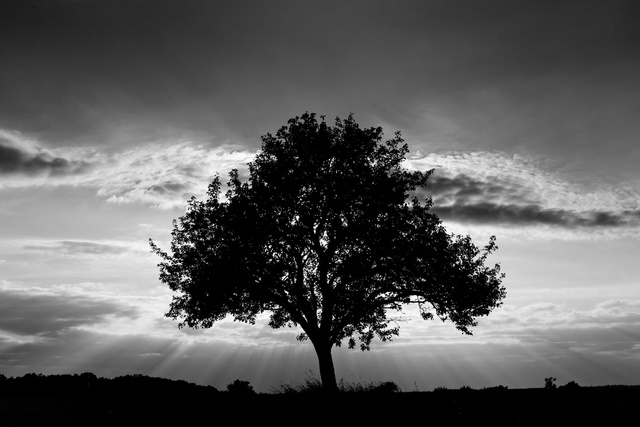 Tree in black and white