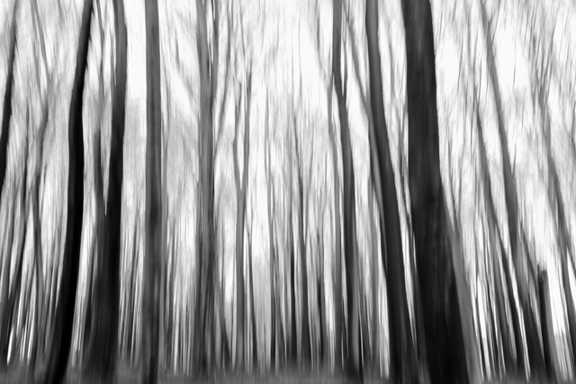 Intentional Camera Movement in Photography- Beech Tree Forest in Winter, shot Blurred by Intentional camera movement