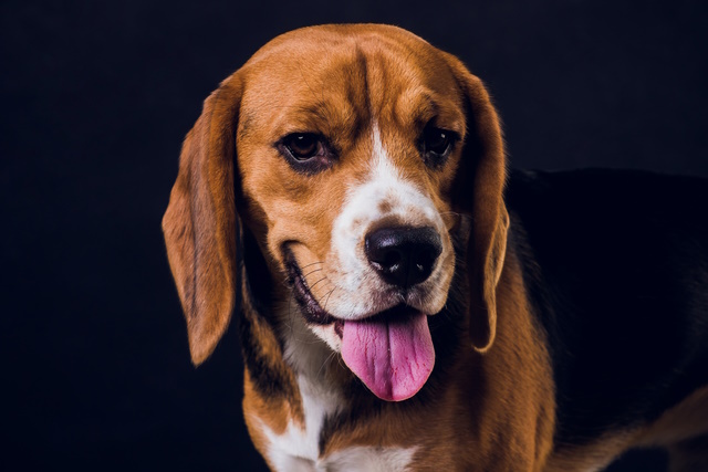 young puppy, beagle dog, isolated on black background