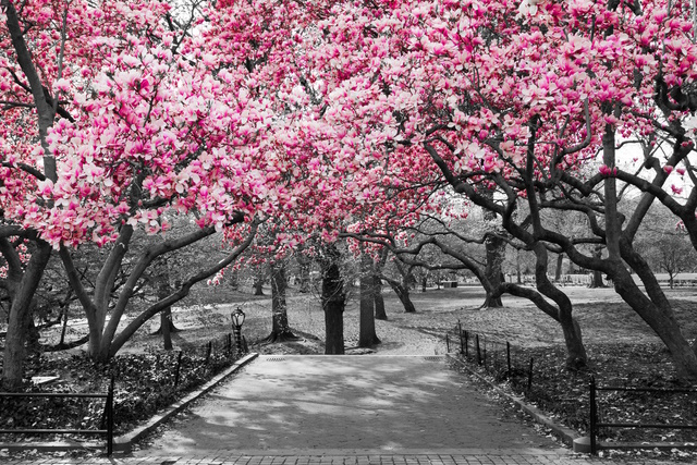 Pink Blossoms in Central Park Black and White Landscape, NEW YORK CITY