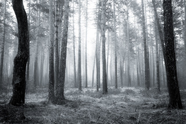 spooky abstract black and white fogy forest in spring sunrise
