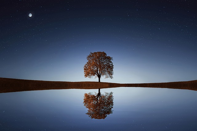 A lonly tree with reflection