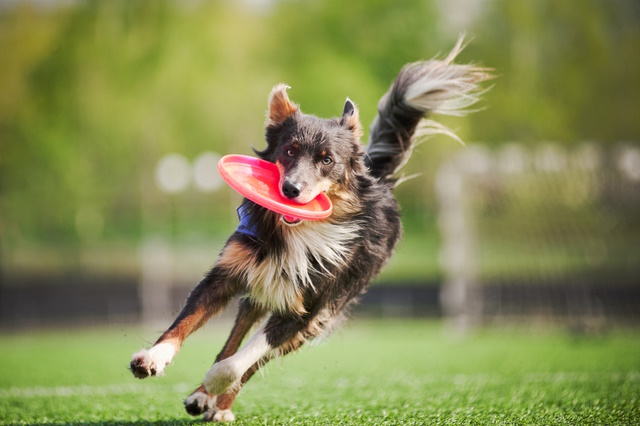 funny border collie dog brings the flying disc in jump