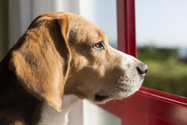 Beagle breed dog in a window