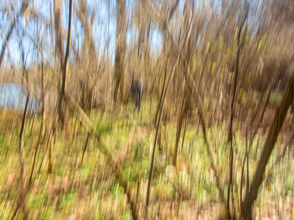 Colorful landscape graphic resource background. ICM Intentional camera movement blurred defocused background with a solitary hiker soft lines and welcoming nature feeling with bright colors and trees in forest landscape.