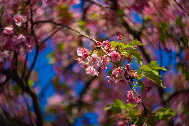 Kawazu cherry blossoms swirly blur in spring season close up. High quality photo. Koto district Kiba Tokyo Japan 03.14.2023
