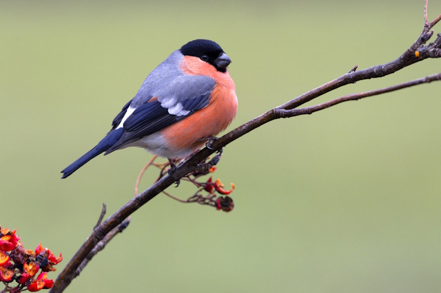 10 Best Birding Cameras