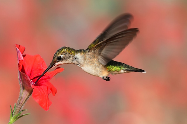 10 Best Birding Cameras - Juvenile Ruby-throated Hummingbird (archilochus colubris) in flight at a flower with a colorful background
