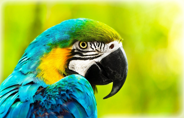 10 Best Birding Cameras - 10 Best Birding Cameras Exotic colorful African macaw parrot, beautiful close up on bird face over natural green background, bird watching safari, South Africa wildlife