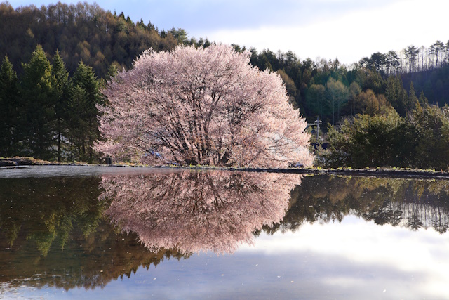 Photography Reflections Tips-How to Capture Beautiful Photos - Cherry tree reflection in water, Gunma, Japan