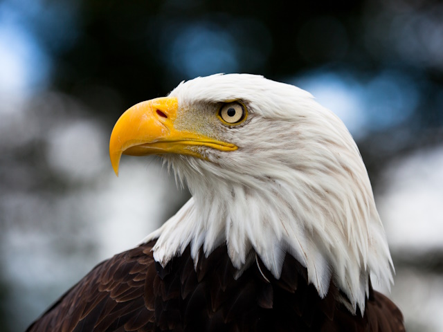 10 best birding cameras - Bald Headed Eagle, close up shot with blurred background 