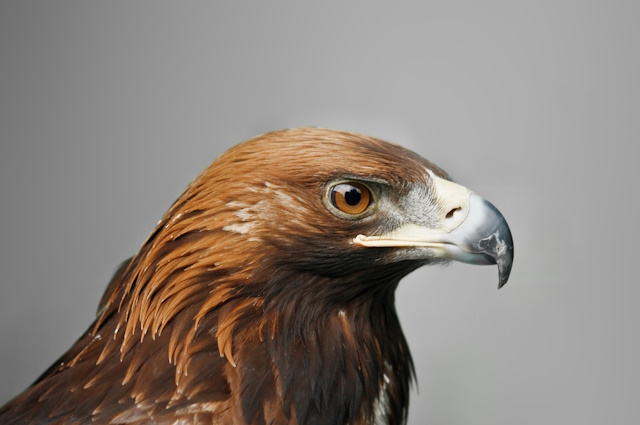 10 best birding cameras - golden eagle isolated on grey background