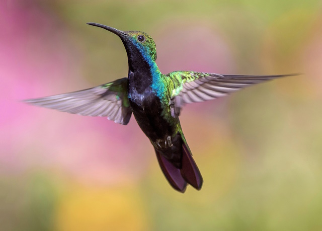 10 best birding cameras