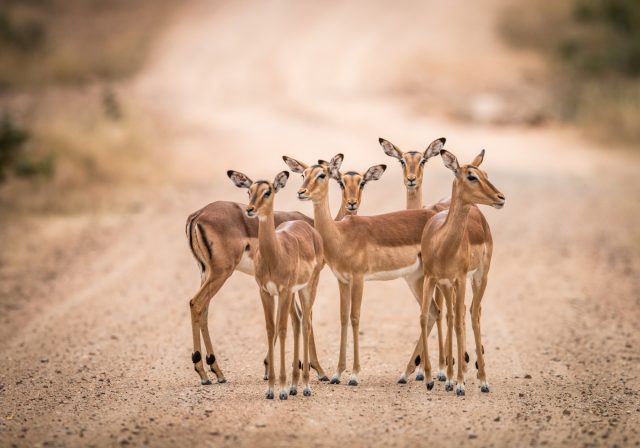 Wildlife Photography