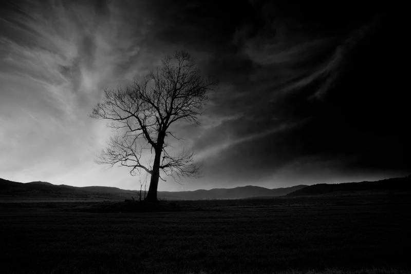High Contrast Black and White Photography