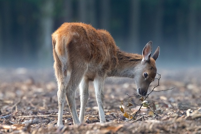 The Best Lens for Wildlife Photography