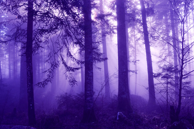 Magic violet colored morning foggy forest landscape. Color filter effect used.